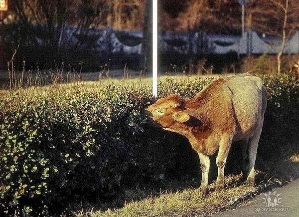 корова